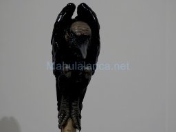 Exposición el tiempo de la Crisálida